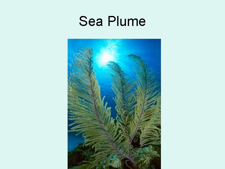 Sea Plume 