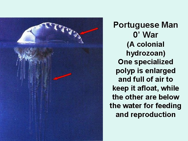 Portuguese Man 0’ War (A colonial hydrozoan) One specialized polyp is enlarged and full