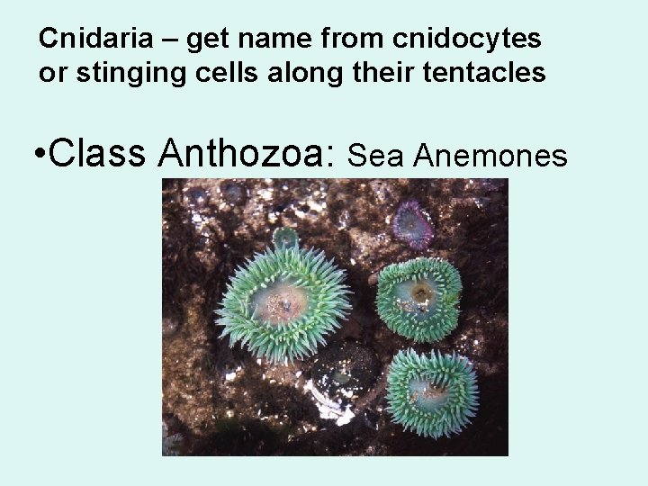 Cnidaria – get name from cnidocytes or stinging cells along their tentacles • Class