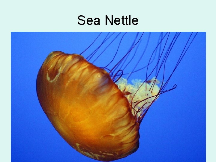 Sea Nettle 