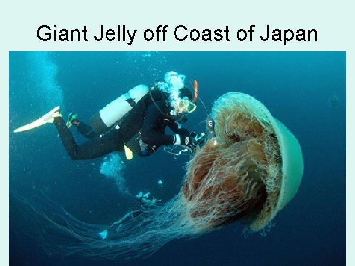 Giant Jelly off Coast of Japan 