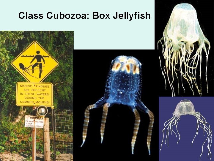Class Cubozoa: Box Jellyfish 