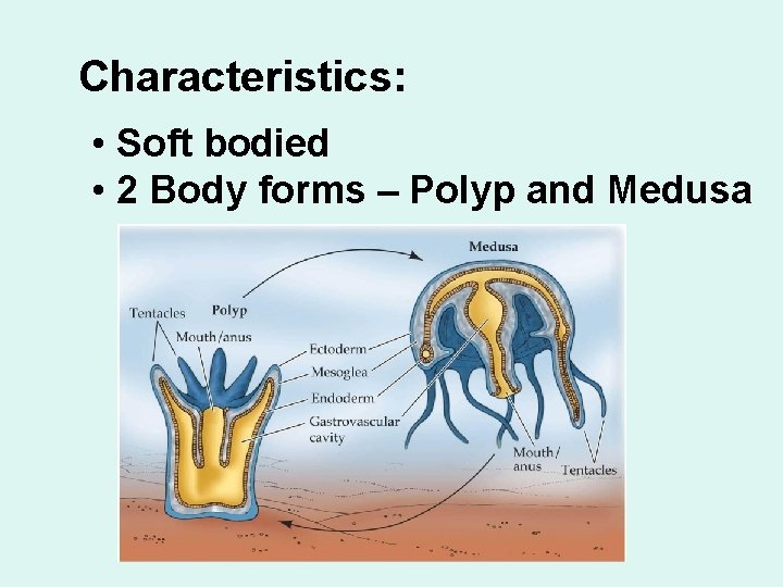 Characteristics: • Soft bodied • 2 Body forms – Polyp and Medusa 