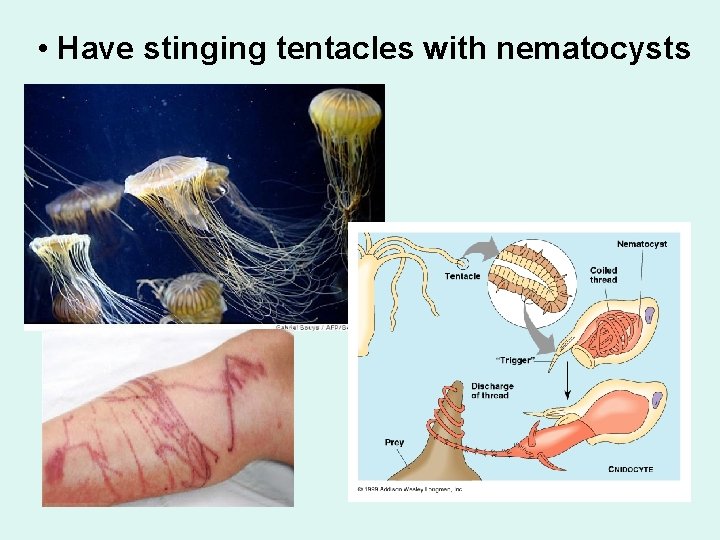  • Have stinging tentacles with nematocysts 