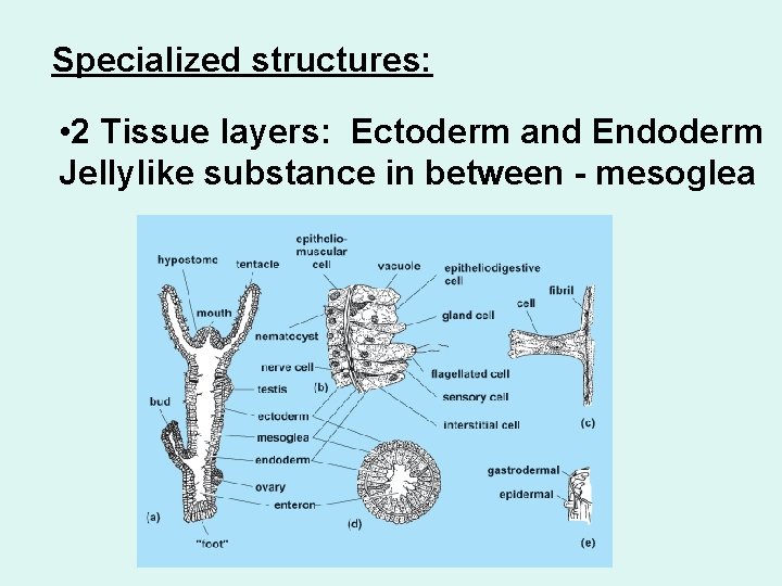 Specialized structures: • 2 Tissue layers: Ectoderm and Endoderm Jellylike substance in between -