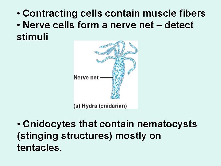 • Contracting cells contain muscle fibers • Nerve cells form a nerve net