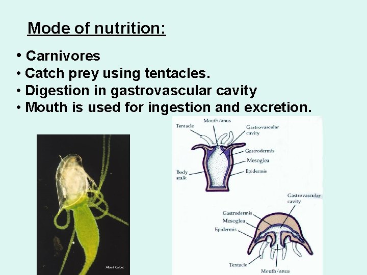 Mode of nutrition: • Carnivores • Catch prey using tentacles. • Digestion in gastrovascular