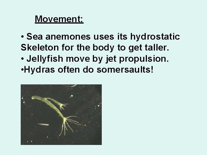 Movement: • Sea anemones uses its hydrostatic Skeleton for the body to get taller.