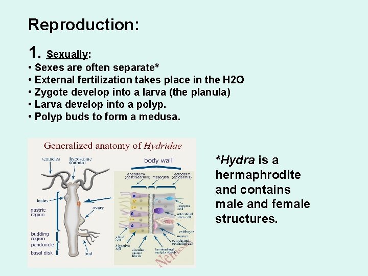 Reproduction: 1. Sexually: • Sexes are often separate* • External fertilization takes place in