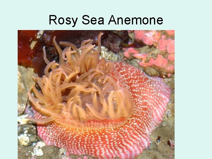 Rosy Sea Anemone 