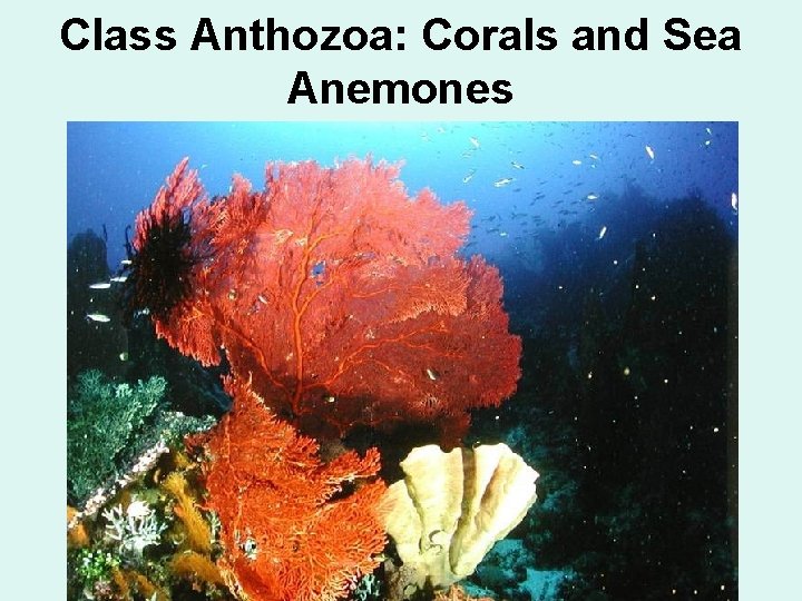 Class Anthozoa: Corals and Sea Anemones 