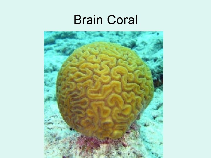 Brain Coral 