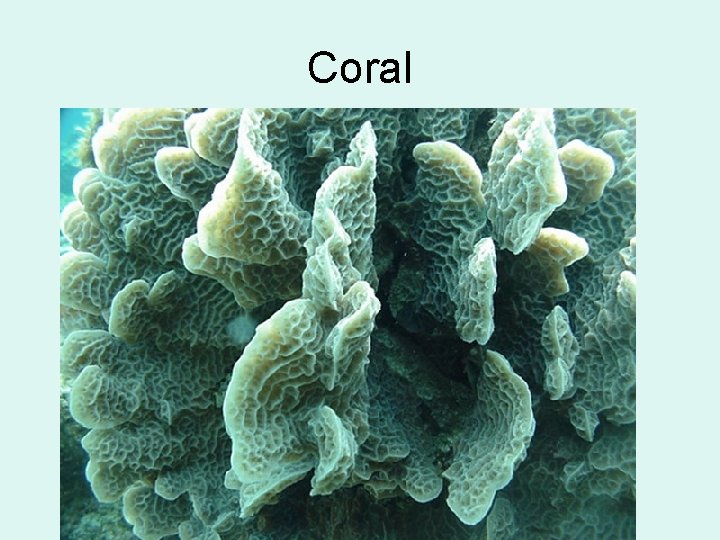 Coral 