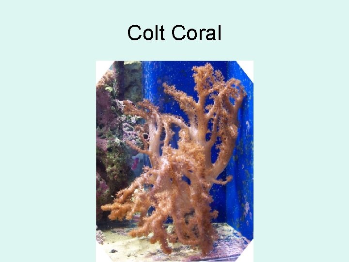 Colt Coral 