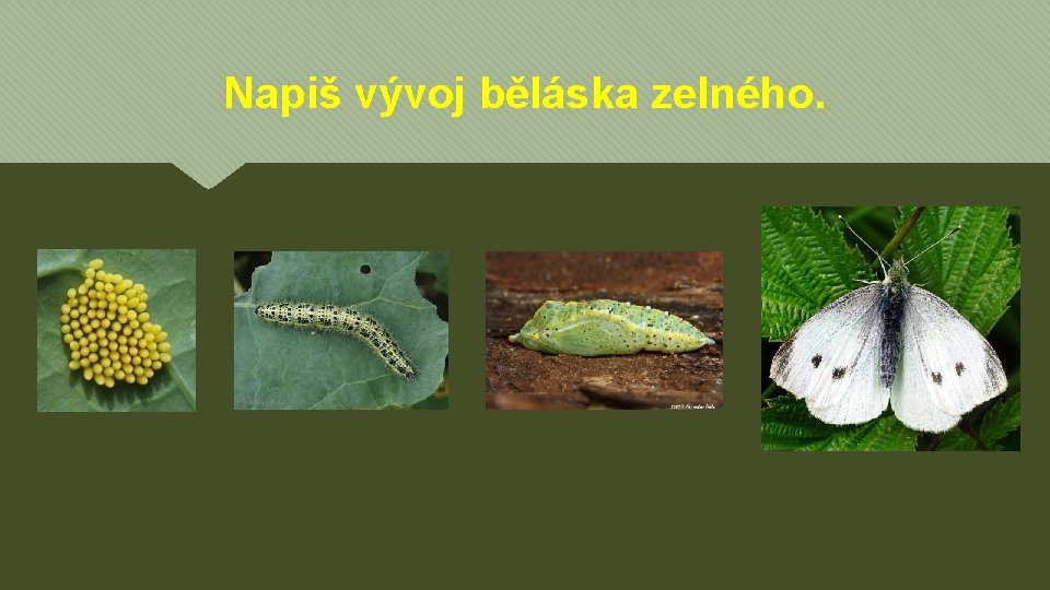 Napiš vývoj běláska zelného. 