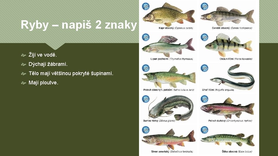 Ryby – napiš 2 znaky Žijí ve vodě. Dýchají žábrami. Tělo mají většinou pokryté