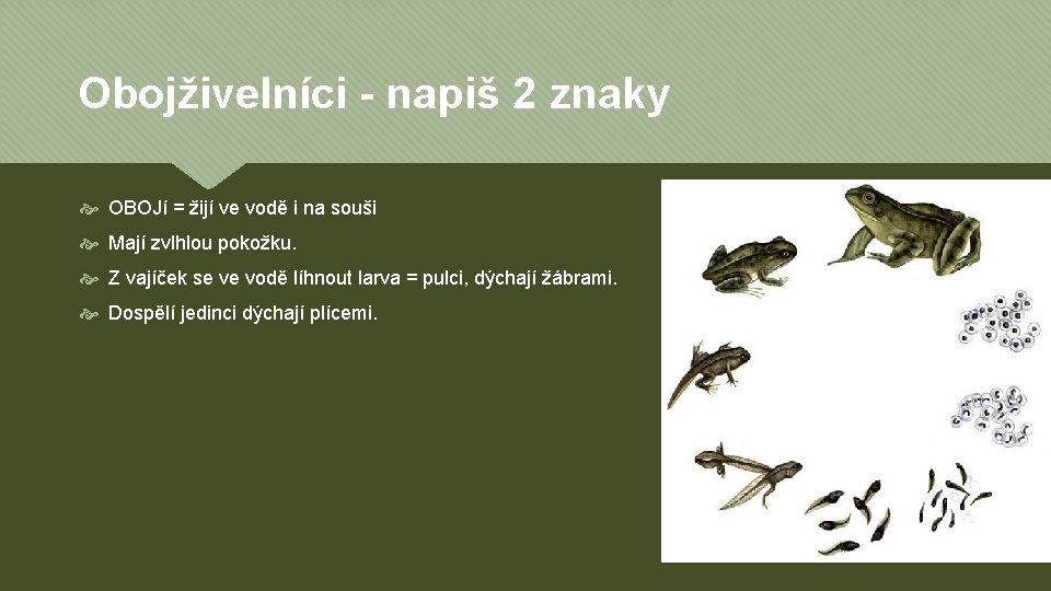 Obojživelníci - napiš 2 znaky OBOJí = žijí ve vodě i na souši Mají