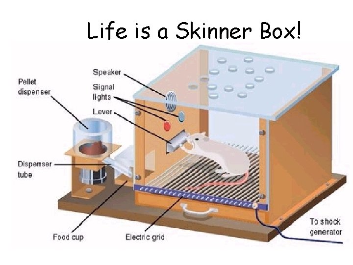 Life is a Skinner Box! 