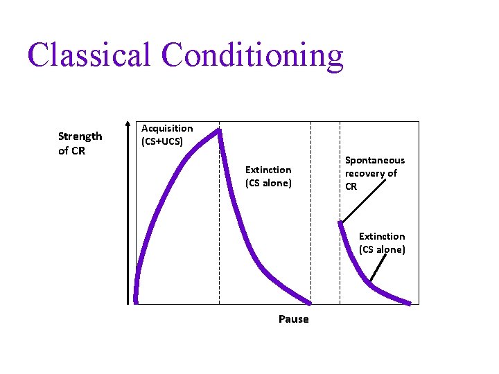 Classical Conditioning Strength of CR Acquisition (CS+UCS) Extinction (CS alone) Spontaneous recovery of CR