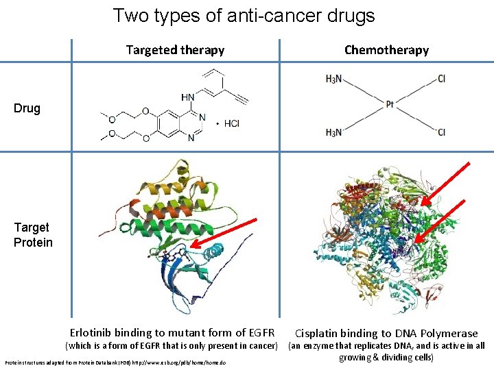 Two types of anti-cancer drugs Targeted therapy Chemotherapy Drug Target Protein Erlotinib binding to