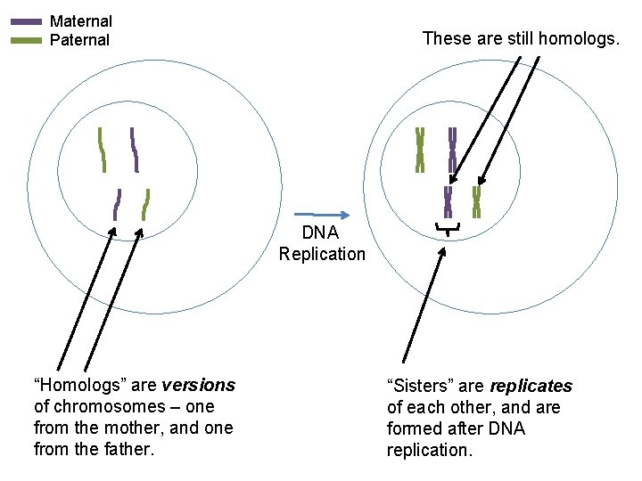 Maternal Paternal These are still homologs. DNA Replication “Homologs” are versions of chromosomes –