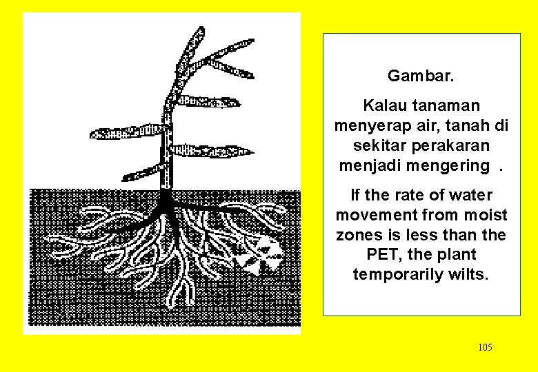 Gambar. Kalau tanaman menyerap air, tanah di sekitar perakaran menjadi mengering. If the rate