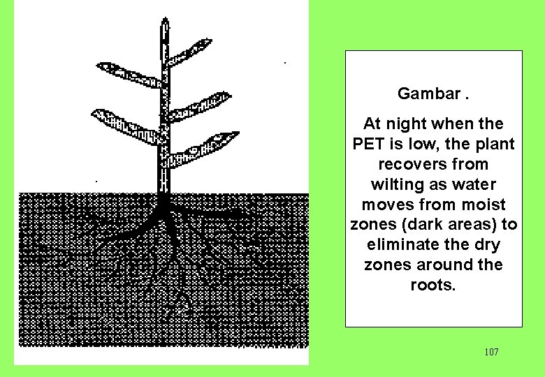 Gambar. At night when the PET is low, the plant recovers from wilting as