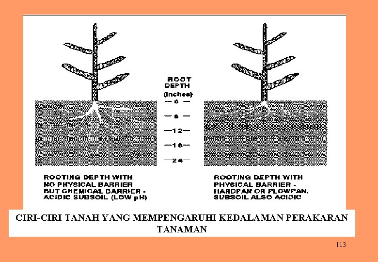 CIRI TANAH YANG MEMPENGARUHI KEDALAMAN PERAKARAN TANAMAN 113 