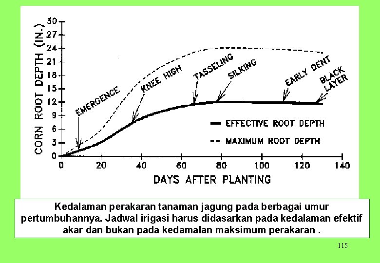 Kedalaman perakaran tanaman jagung pada berbagai umur pertumbuhannya. Jadwal irigasi harus didasarkan pada kedalaman