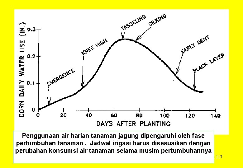 Penggunaan air harian tanaman jagung dipengaruhi oleh fase pertumbuhan tanaman. Jadwal irigasi harus disesuaikan