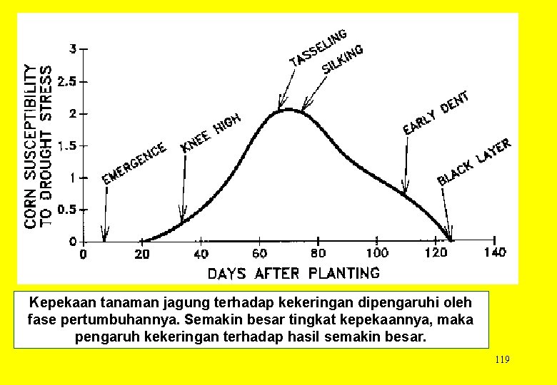 Kepekaan tanaman jagung terhadap kekeringan dipengaruhi oleh fase pertumbuhannya. Semakin besar tingkat kepekaannya, maka