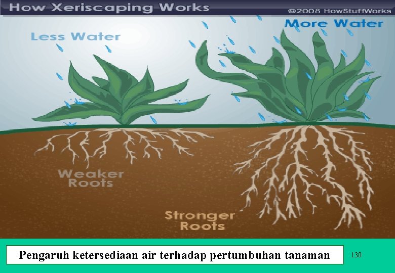 Pengaruh ketersediaan air terhadap pertumbuhan tanaman 130 