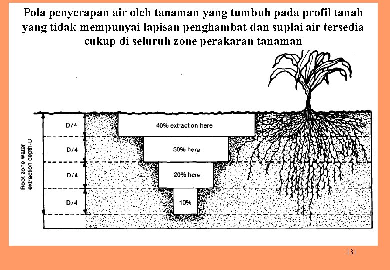 Pola penyerapan air oleh tanaman yang tumbuh pada profil tanah yang tidak mempunyai lapisan