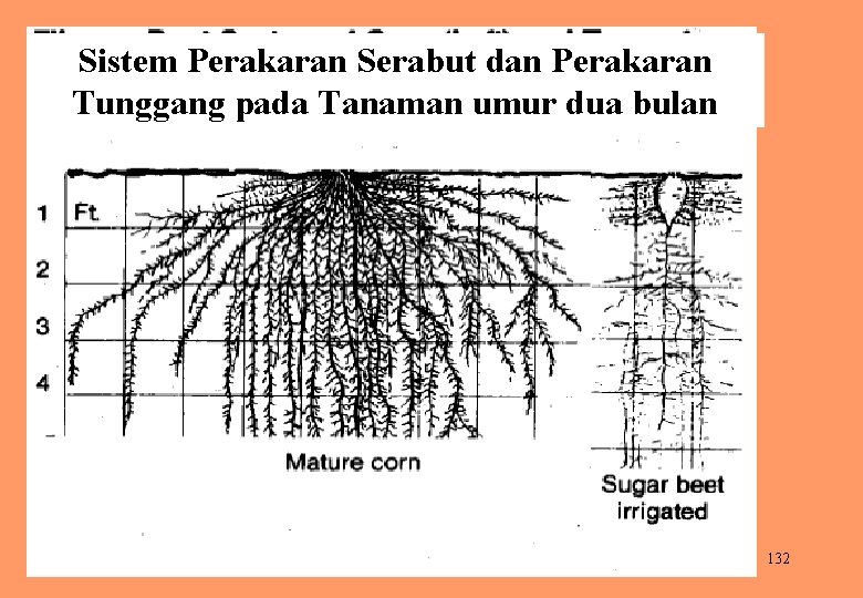 Sistem Perakaran Serabut dan Perakaran Tunggang pada Tanaman umur dua bulan 132 