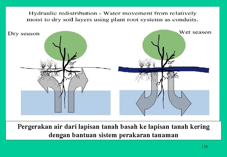 Pergerakan air dari lapisan tanah basah ke lapisan tanah kering dengan bantuan sistem perakaran