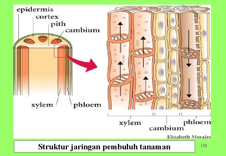 Struktur jaringan pembuluh tanaman 158 
