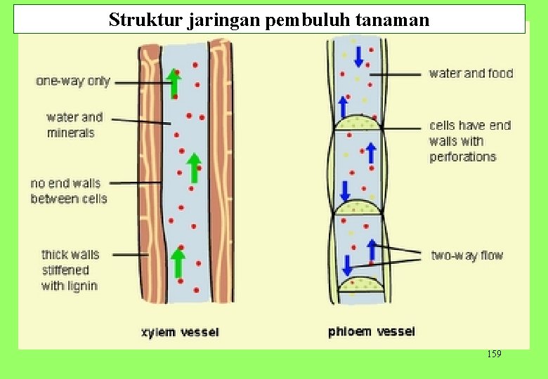 Struktur jaringan pembuluh tanaman 159 