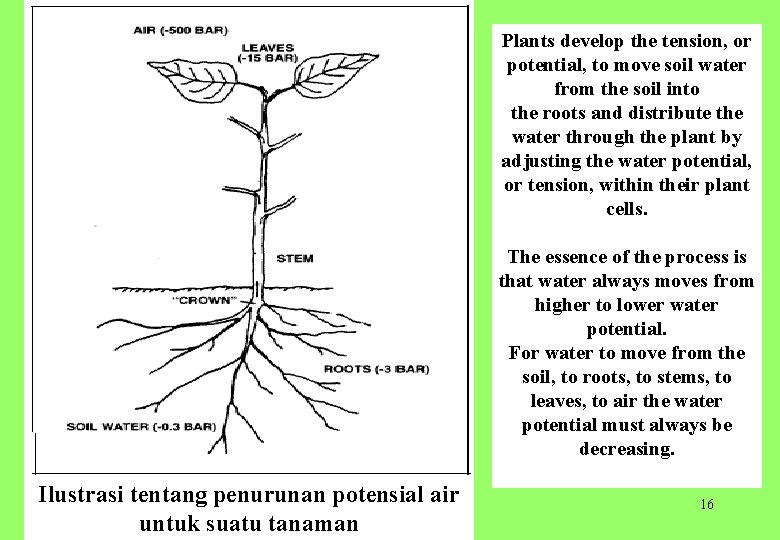Plants develop the tension, or potential, to move soil water from the soil into