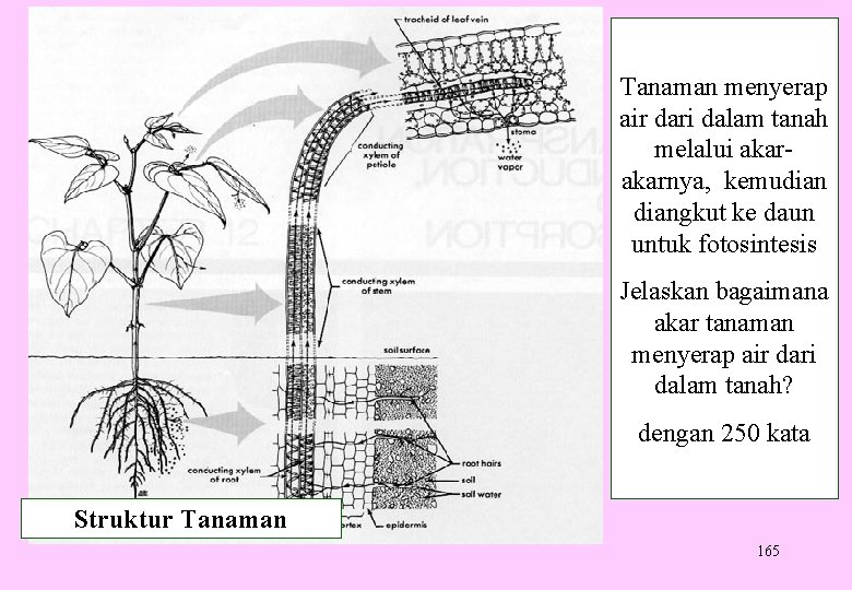 Tanaman menyerap air dari dalam tanah melalui akarnya, kemudiangkut ke daun untuk fotosintesis Jelaskan