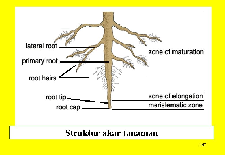 Struktur akar tanaman 167 