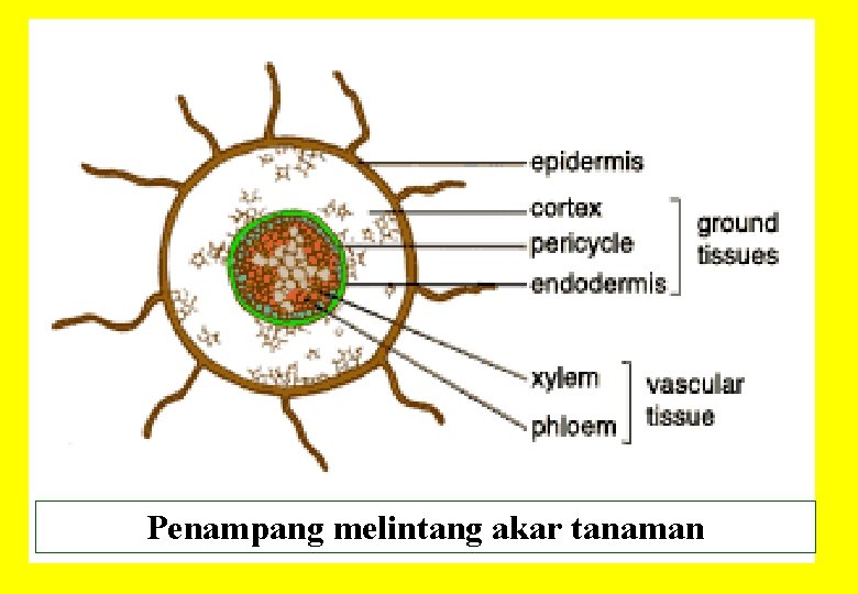 Penampang melintang akar tanaman 168 
