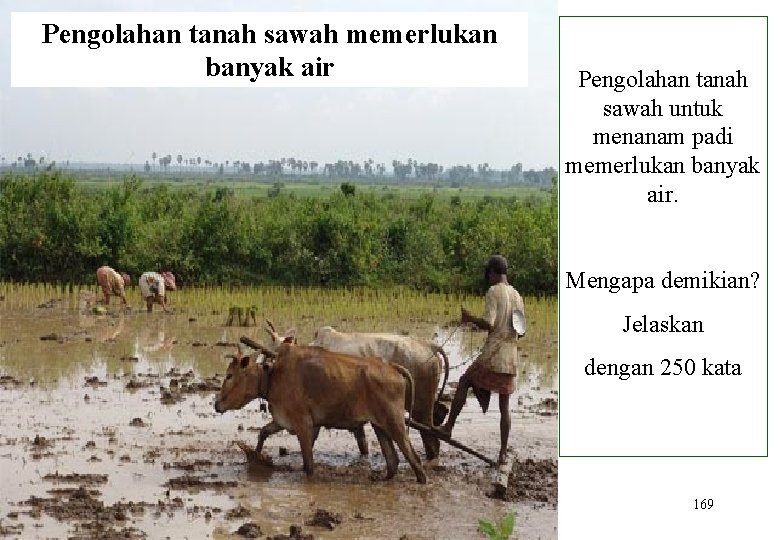 Pengolahan tanah sawah memerlukan banyak air Pengolahan tanah sawah untuk menanam padi memerlukan banyak