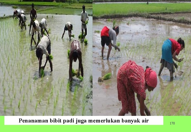Penanaman bibit padi juga memerlukan banyak air 170 