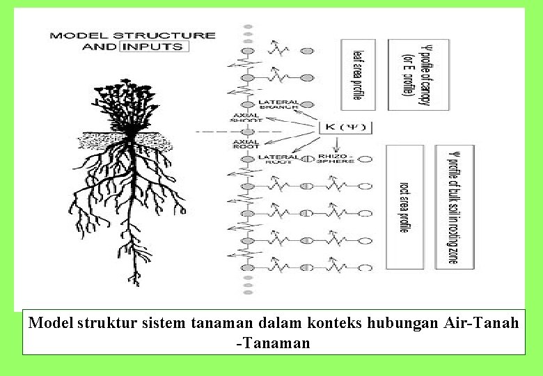Model struktur sistem tanaman dalam konteks hubungan Air Tanah Tanaman 19 