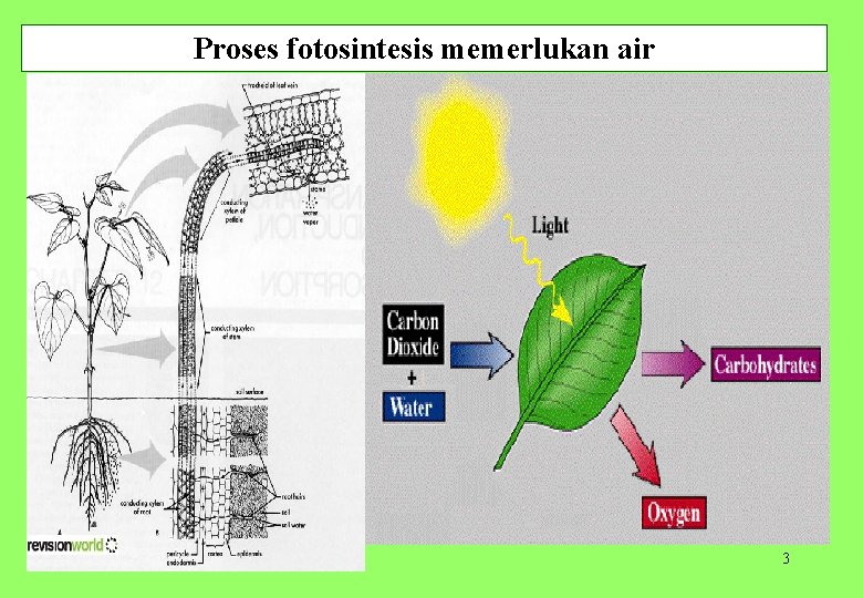 Proses fotosintesis memerlukan air 3 
