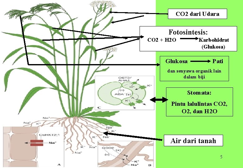CO 2 dari Udara Fotosintesis: CO 2 + H 2 O Karbohidrat (Glukosa) Glukosa