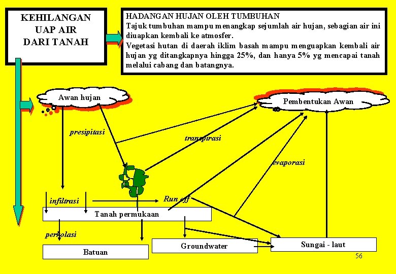 HADANGAN HUJAN OLEH TUMBUHAN Tajuk tumbuhan mampu menangkap sejumlah air hujan, sebagian air ini