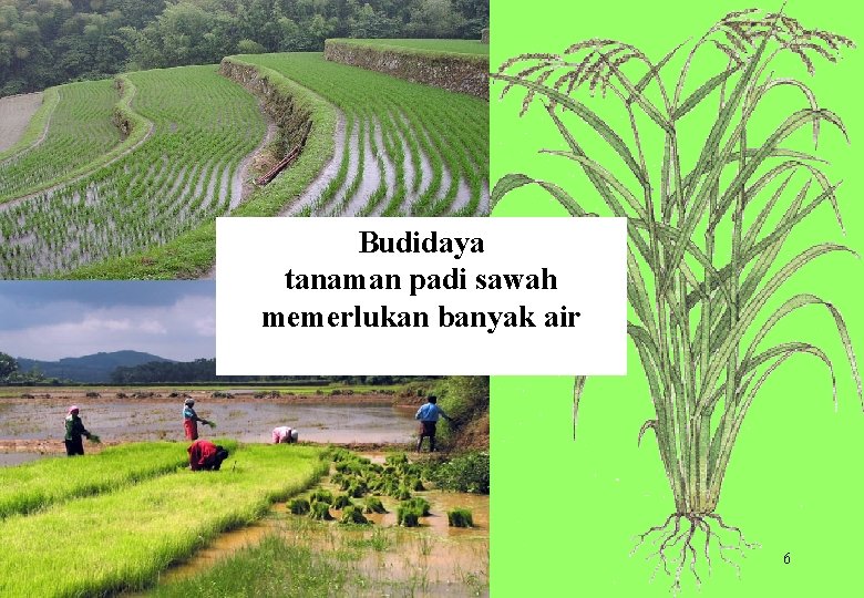 Budidaya tanaman padi sawah memerlukan banyak air 6 