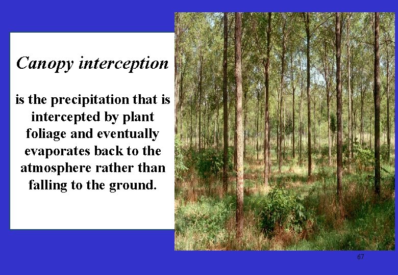 Canopy interception is the precipitation that is intercepted by plant foliage and eventually evaporates