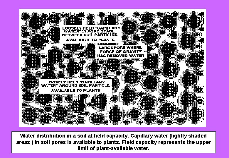 Water distribution in a soil at field capacity. Capillary water (lightly shaded areas )